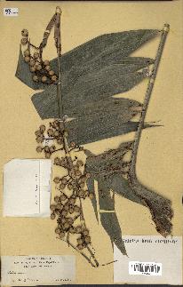 spécimen de Calamus sp.