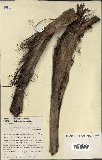 spécimen de Pritchardia vuylstekeana