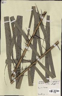 spécimen de Bactris acanthocarpoides