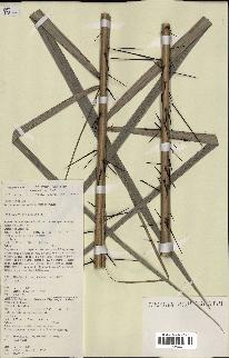 spécimen de Bactris acanthocarpoides