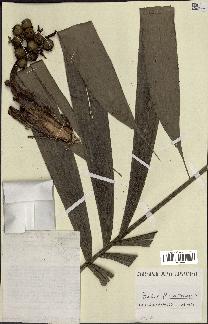 spécimen de Bactris acanthocarpoides