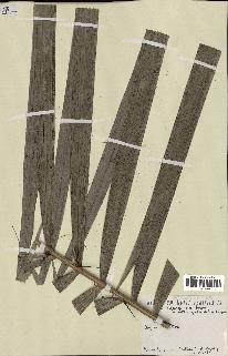 spécimen de Bactris acanthocarpoides