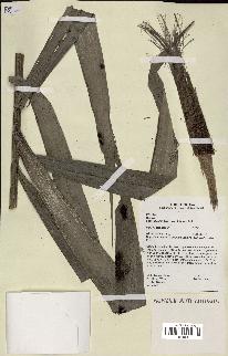 spécimen de Bactris acanthocarpoides