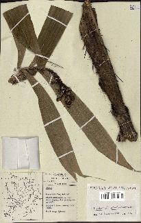 spécimen de Bactris acanthocarpoides