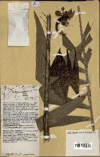 spécimen de Bactris acanthocarpoides