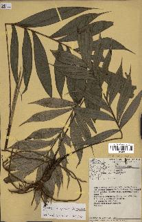 spécimen de Bactris sp.