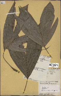 spécimen de Bactris sp.