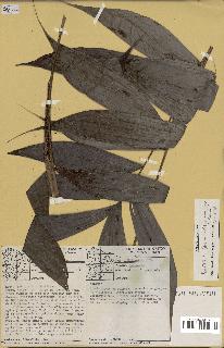 spécimen de Bactris sp.