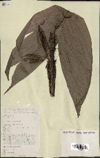 spécimen de Bactris sp.