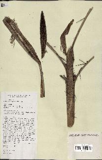 spécimen de Bactris sp.