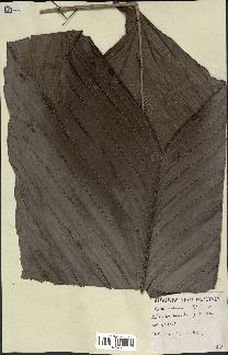 spécimen de Geonoma sp.