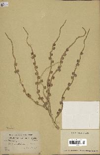 spécimen de Bactris sp.