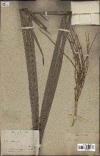 spécimen de Bactris sp.