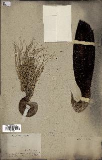 spécimen de Bactris sp.
