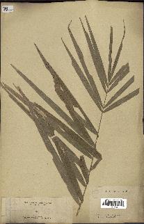spécimen de Calamus mollis