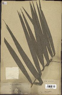 spécimen de Calamus mollis
