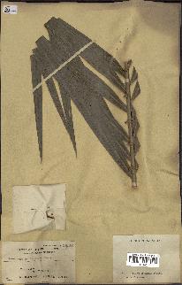 spécimen de Calamus mollis
