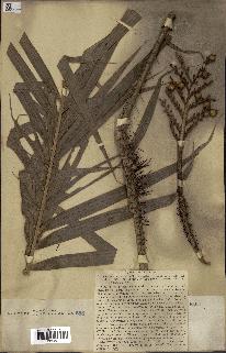 spécimen de Calamus mollis