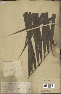 spécimen de Calamus mollis