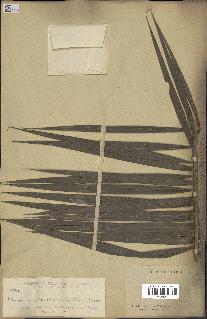 spécimen de Calamus mollis