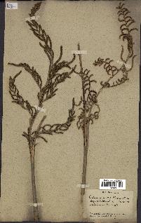 spécimen de Calamus mollis