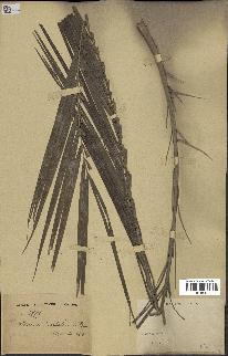 spécimen de Phoenix roebelenii