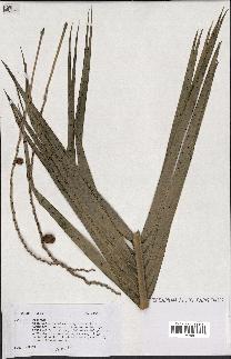 spécimen de Phoenix sp.