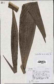 spécimen de Veitchia sp.