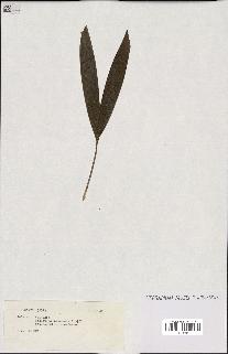 spécimen de Veitchia sp.