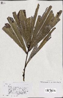 spécimen de Caryota sp.