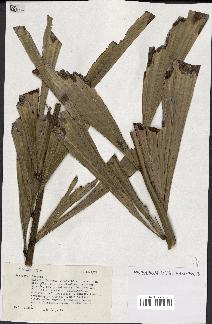 spécimen de Caryota sp.