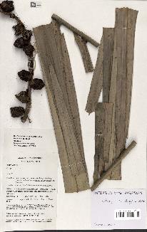 spécimen de Arenga saccharifera