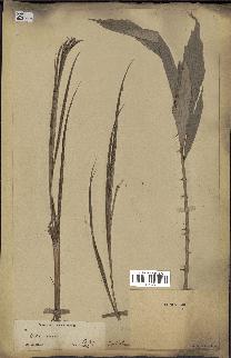 spécimen de Korthalsia laciniosa