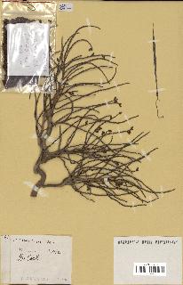 spécimen de Pritchardia sp.