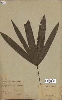 spécimen de Rhapis flabelliformis