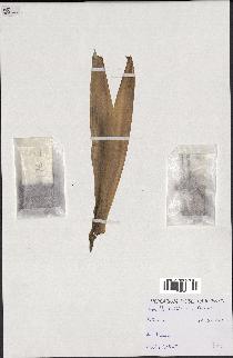 spécimen de indet.