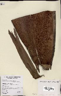 spécimen de Actinokentia divaricata