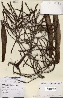 spécimen de Actinokentia divaricata