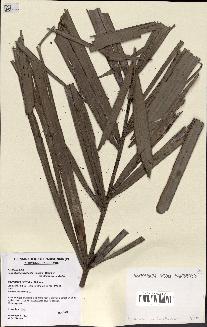 spécimen de Actinokentia divaricata