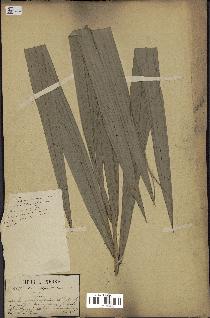 spécimen de Calamus sp.