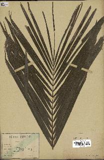spécimen de Calamus sp.