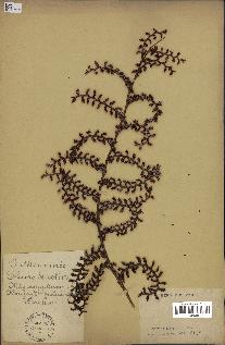 spécimen de Calamus sp.