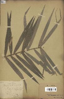 spécimen de Daemonorops sp.