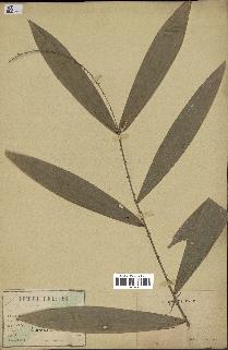 spécimen de Calamus sp.