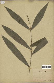 spécimen de Calamus sp.