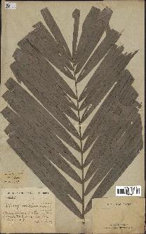 spécimen de Calamus sp.
