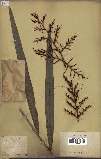 spécimen de Daemonorops sp.