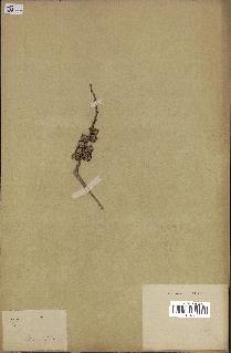spécimen de Calamus sp.
