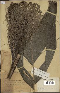 spécimen de Areca triandra