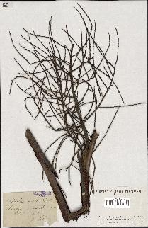 spécimen de Brahea dulcis